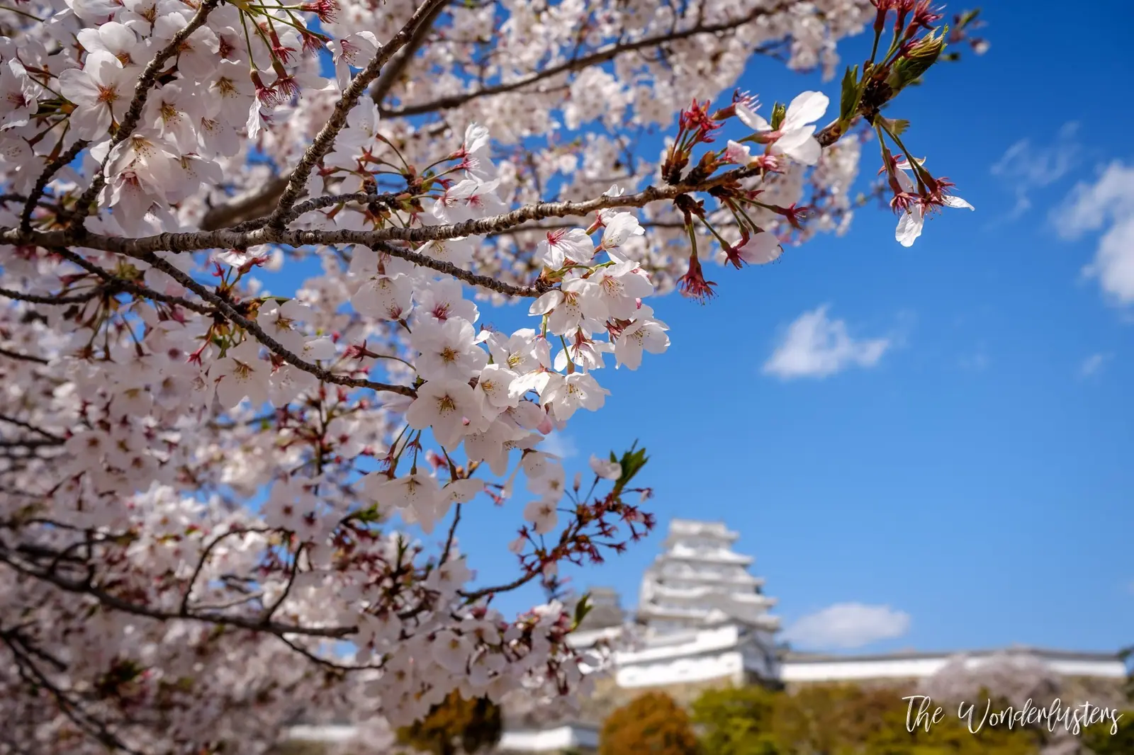 Cherry Blossom in Himeji