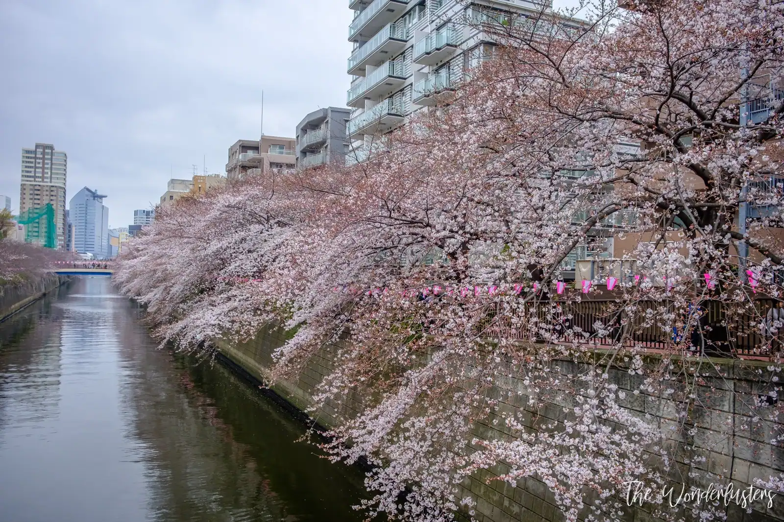 Cherry Blossom in Meguro, Tokyo