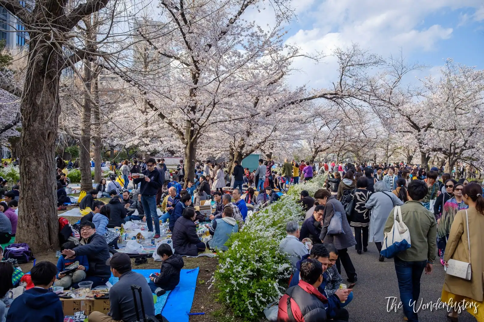 Cherry Blossom in Ueno Park, Tokyo