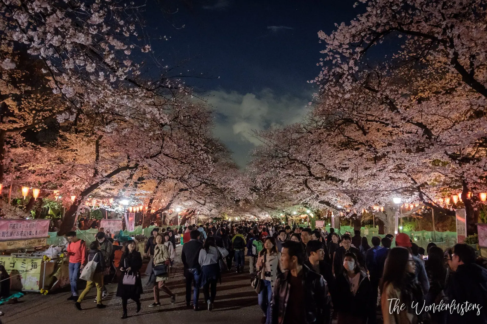 Cherry Blossom in Ueno Park, Tokyo