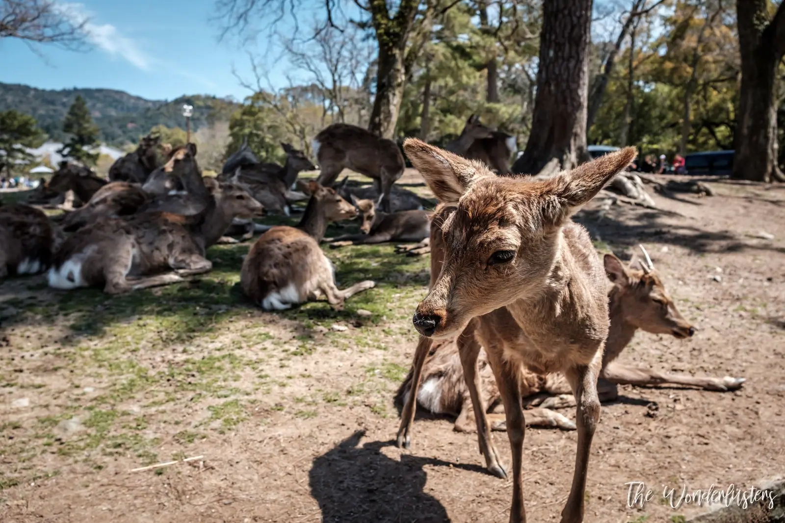 Deers in Nara