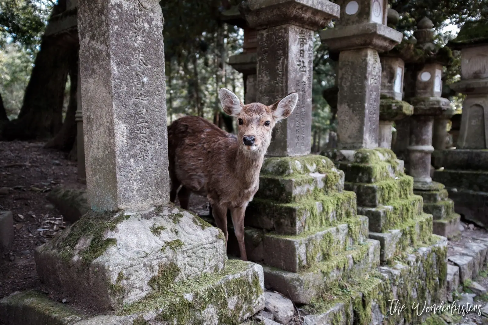 Kasuga Primeval Forest