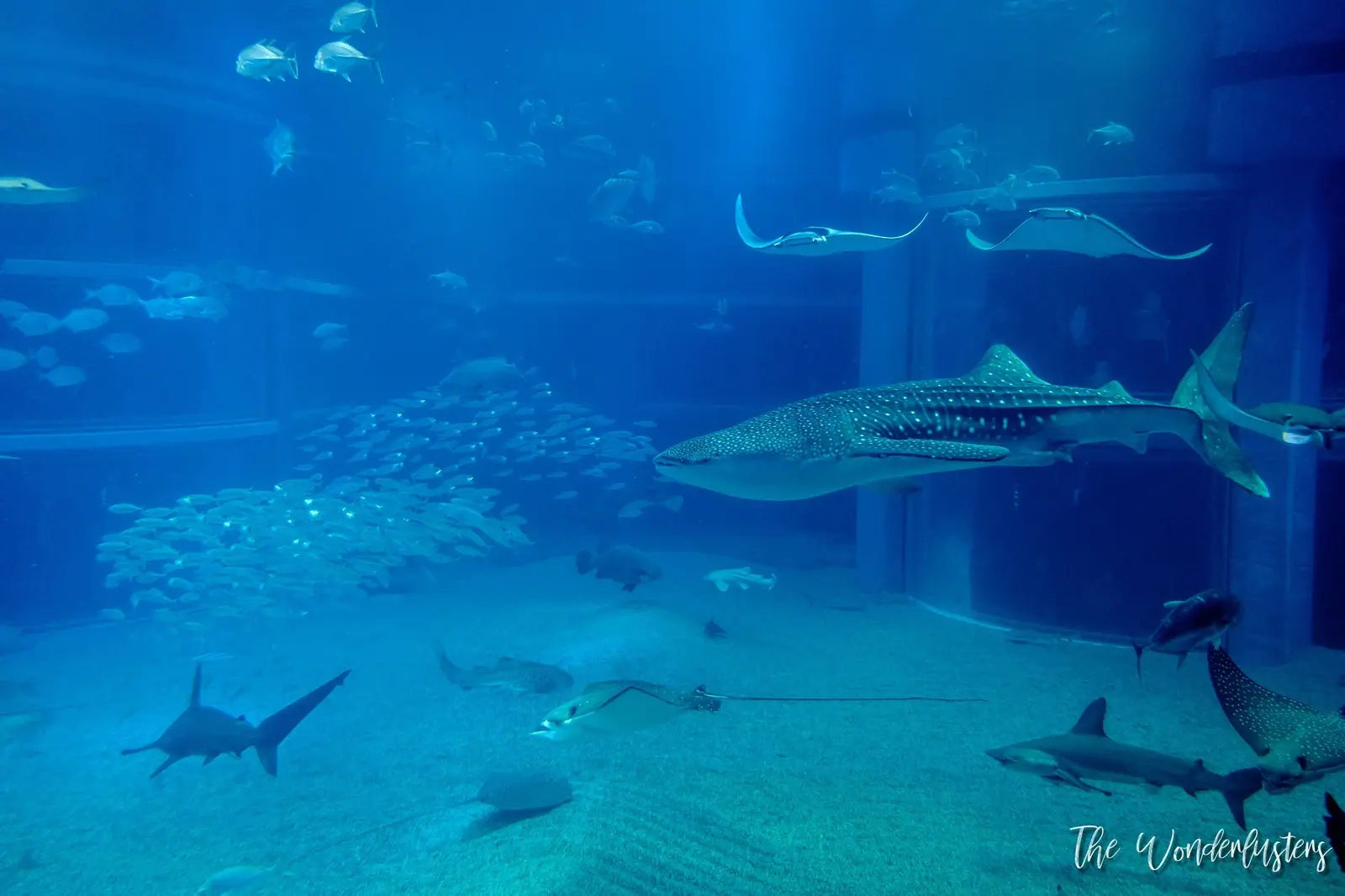 Osaka Aquarium