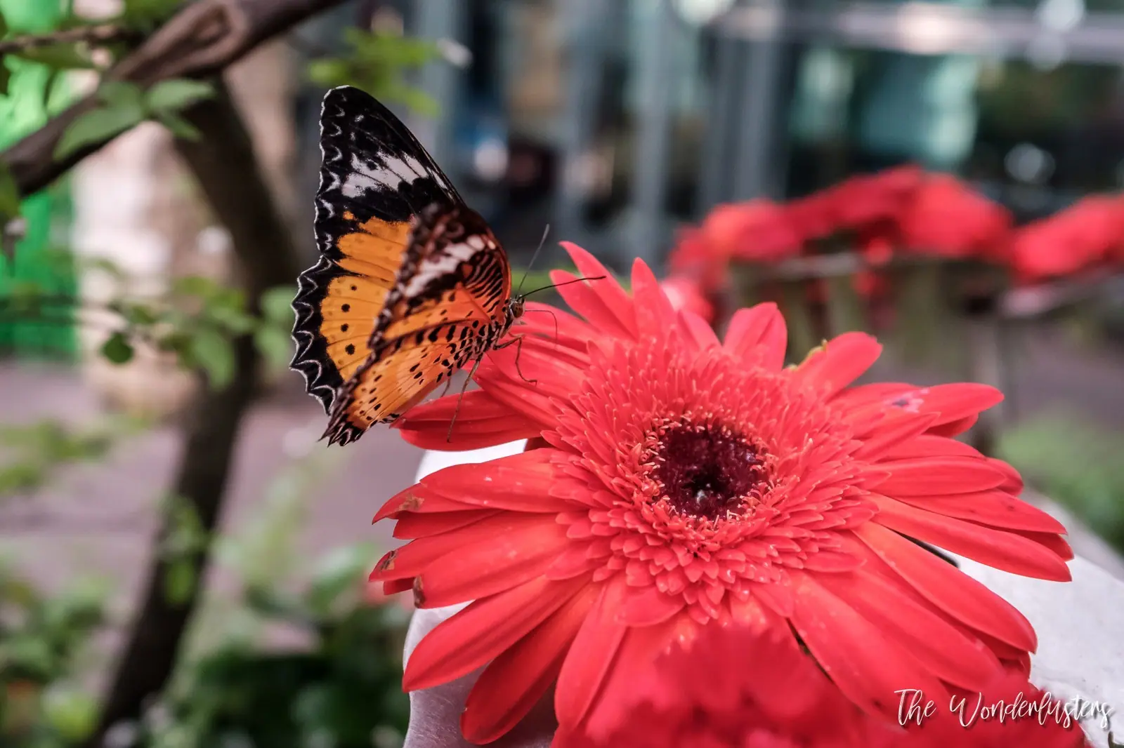 Butterfly garden at Changi Airport, Singapore