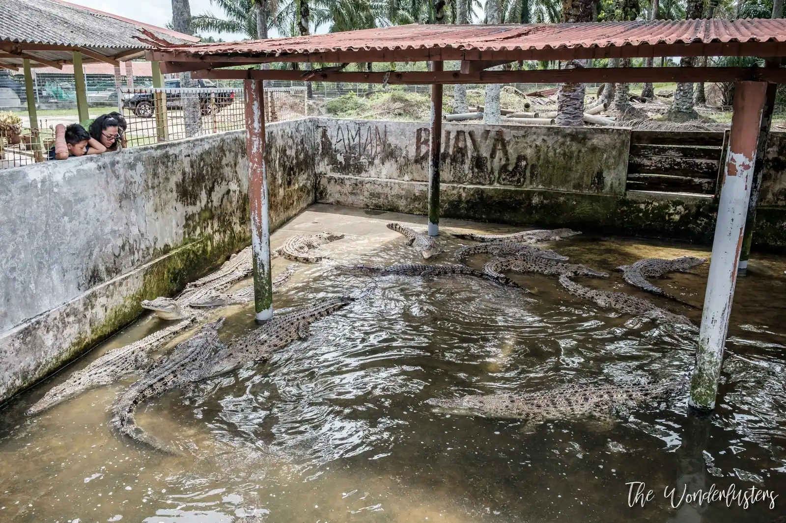 Crocodiles at the Teluk Sengat Crocodile Farm