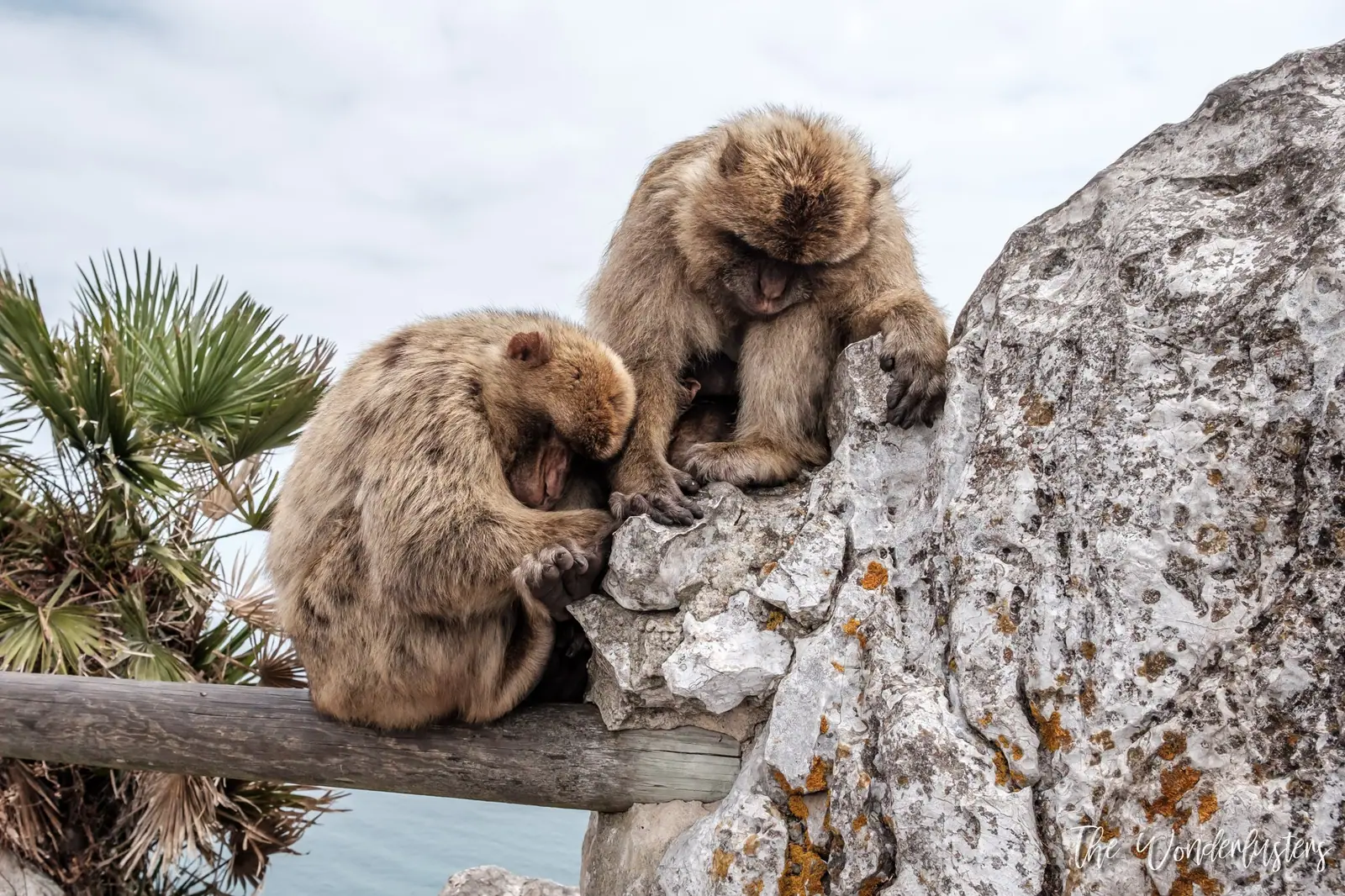 Barbary macaques in Gibraltar
