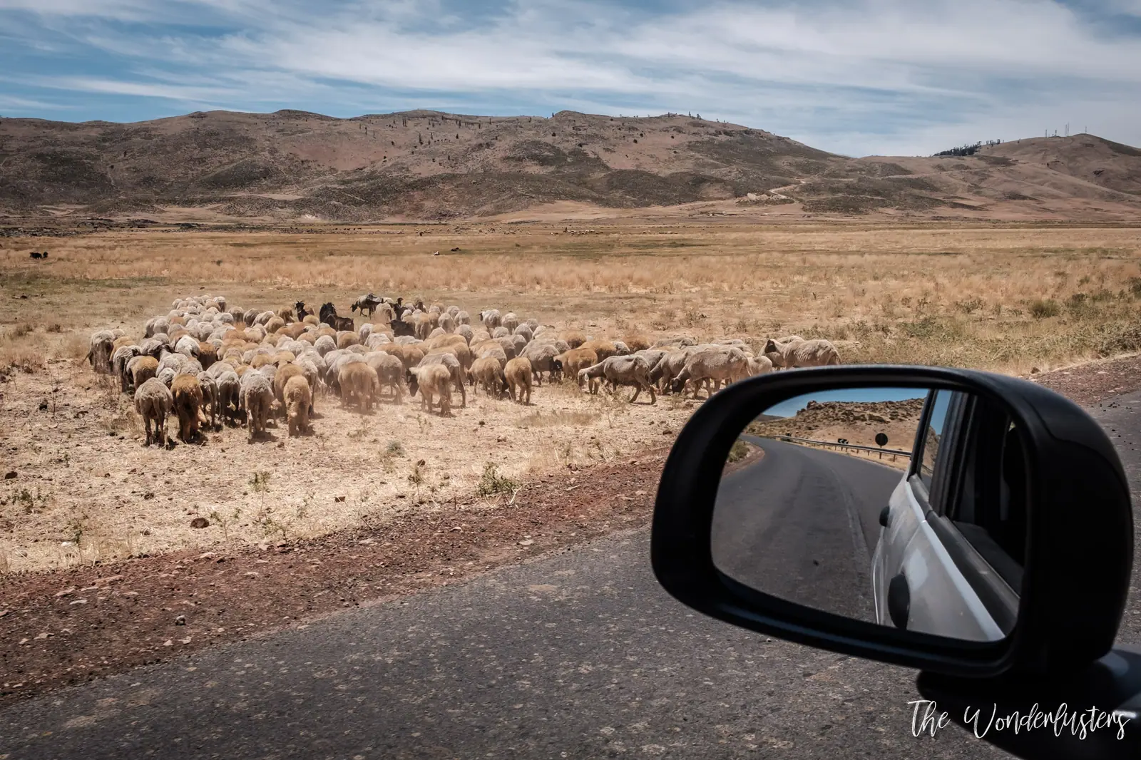 Cattle grazing in the Atlas Mountains