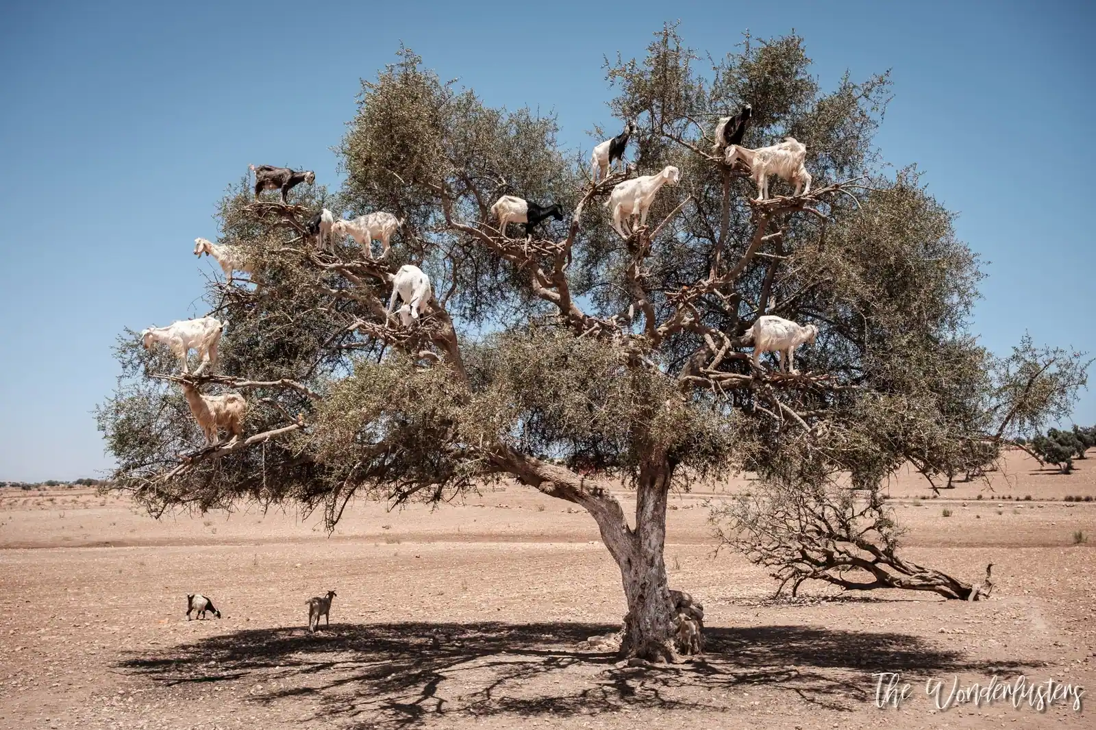 Goats climbing an argan tree near Essaouira