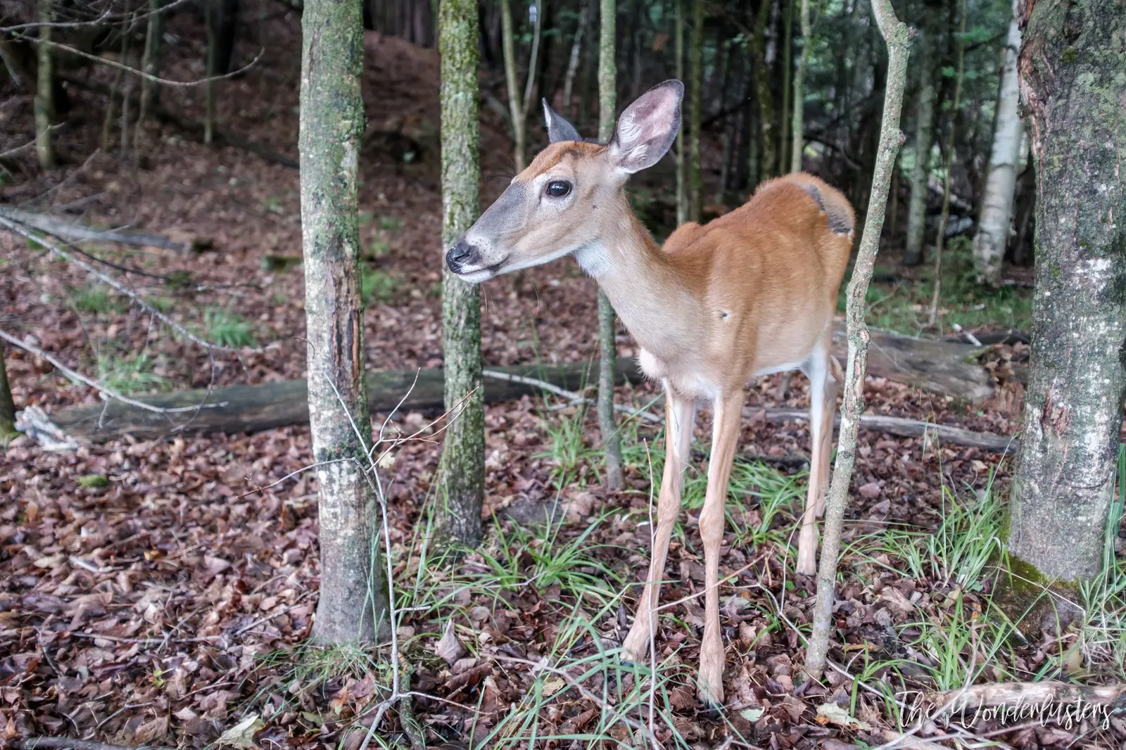 White-tailed deer in a field at Omega Park