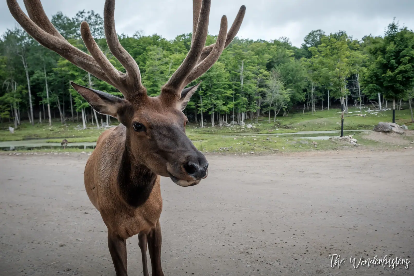 Deer close-up on the Omega Park car trail