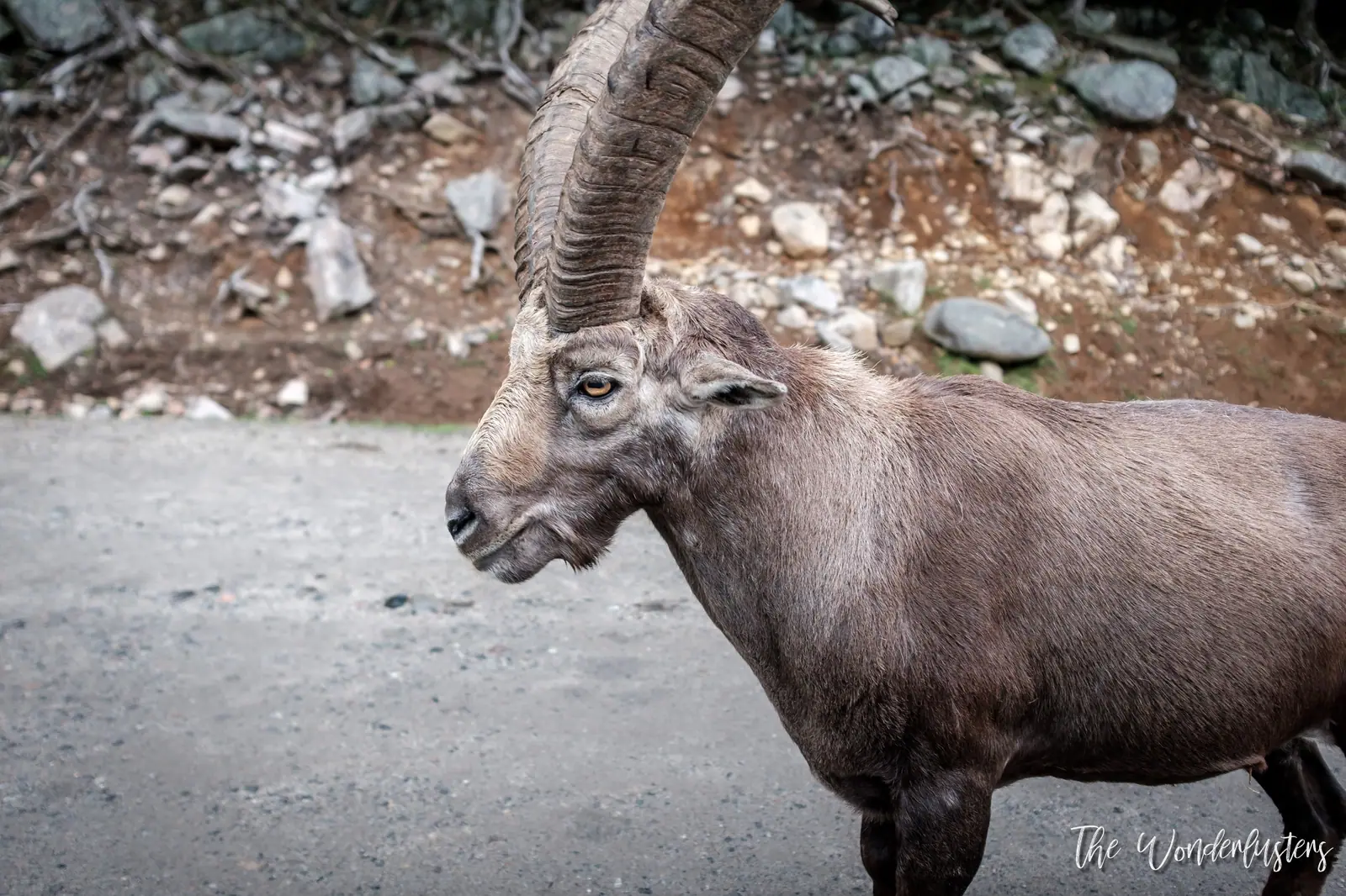 Alpine ibex on a rock at Omega Park