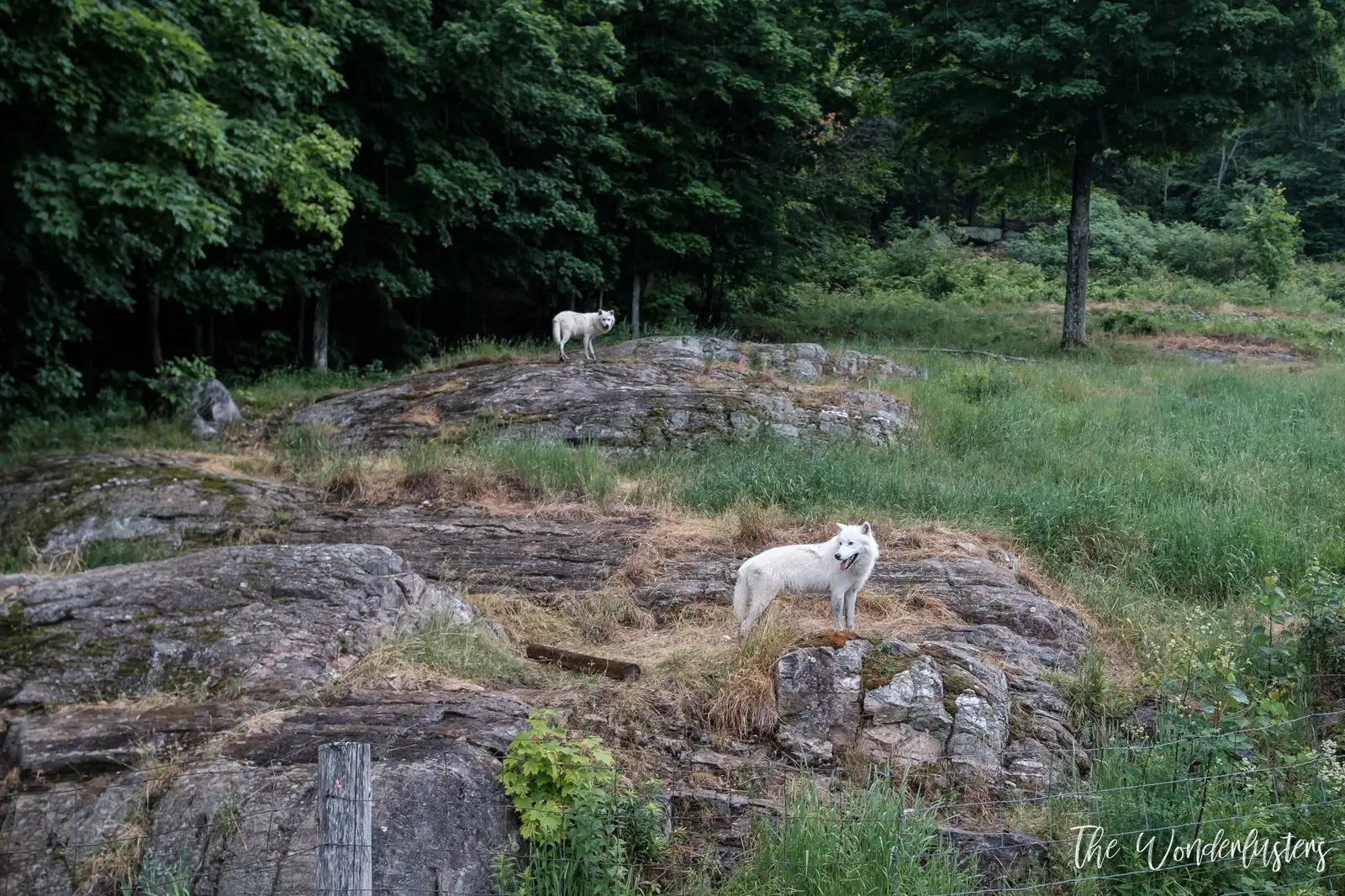 Arctic wolves at Omega Park