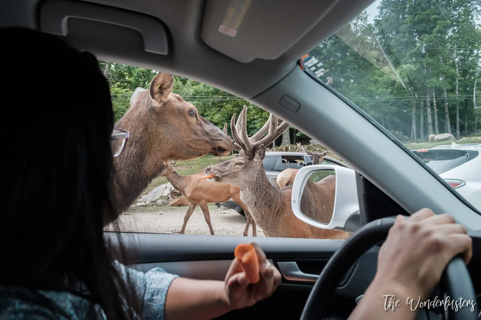 Deer approaching cars on the Omega Park car trail