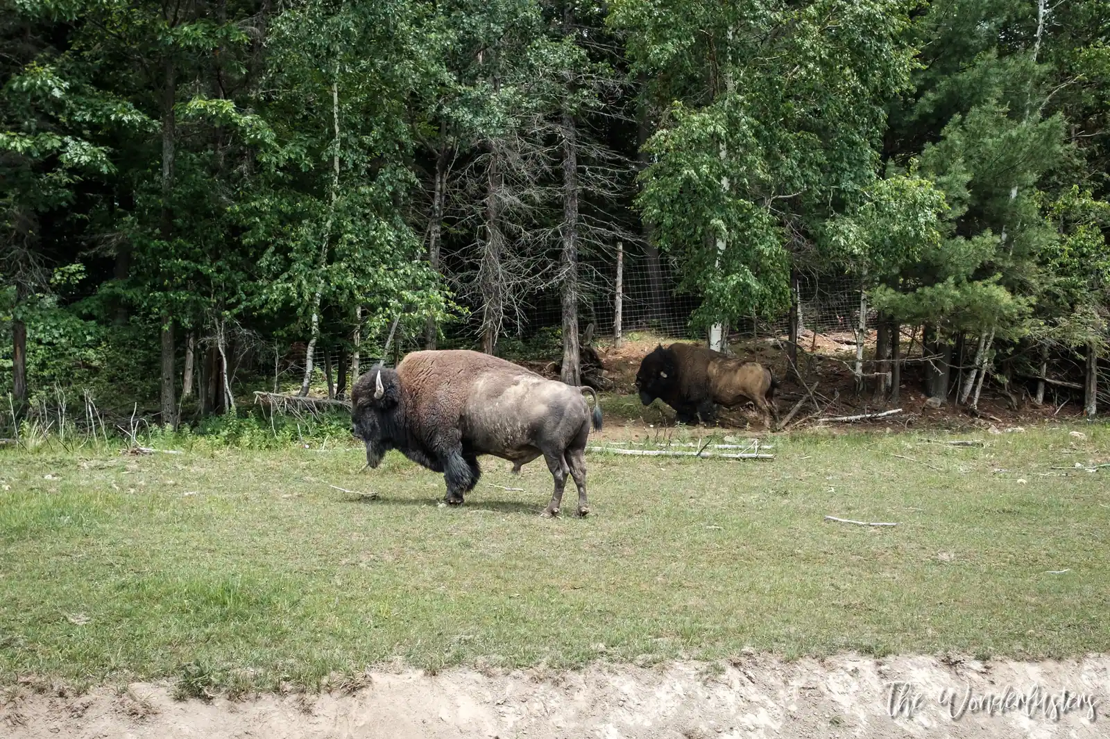 Bison herd at Omega Park