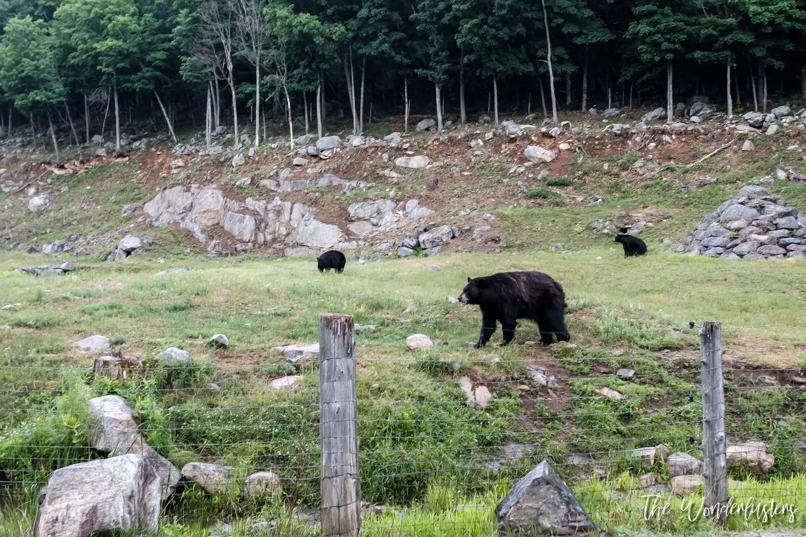 Black bears at Omega Park