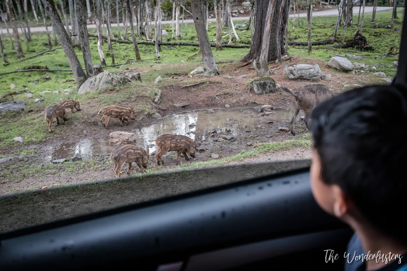 Wild boars at Omega Park