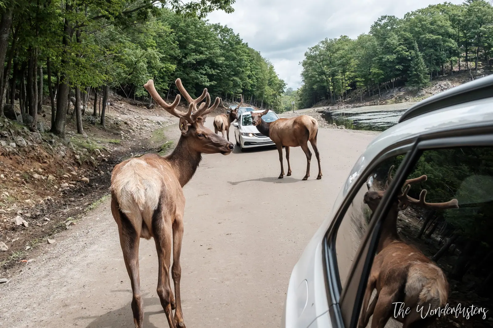 Deer surrounding a car on the Omega Park trail