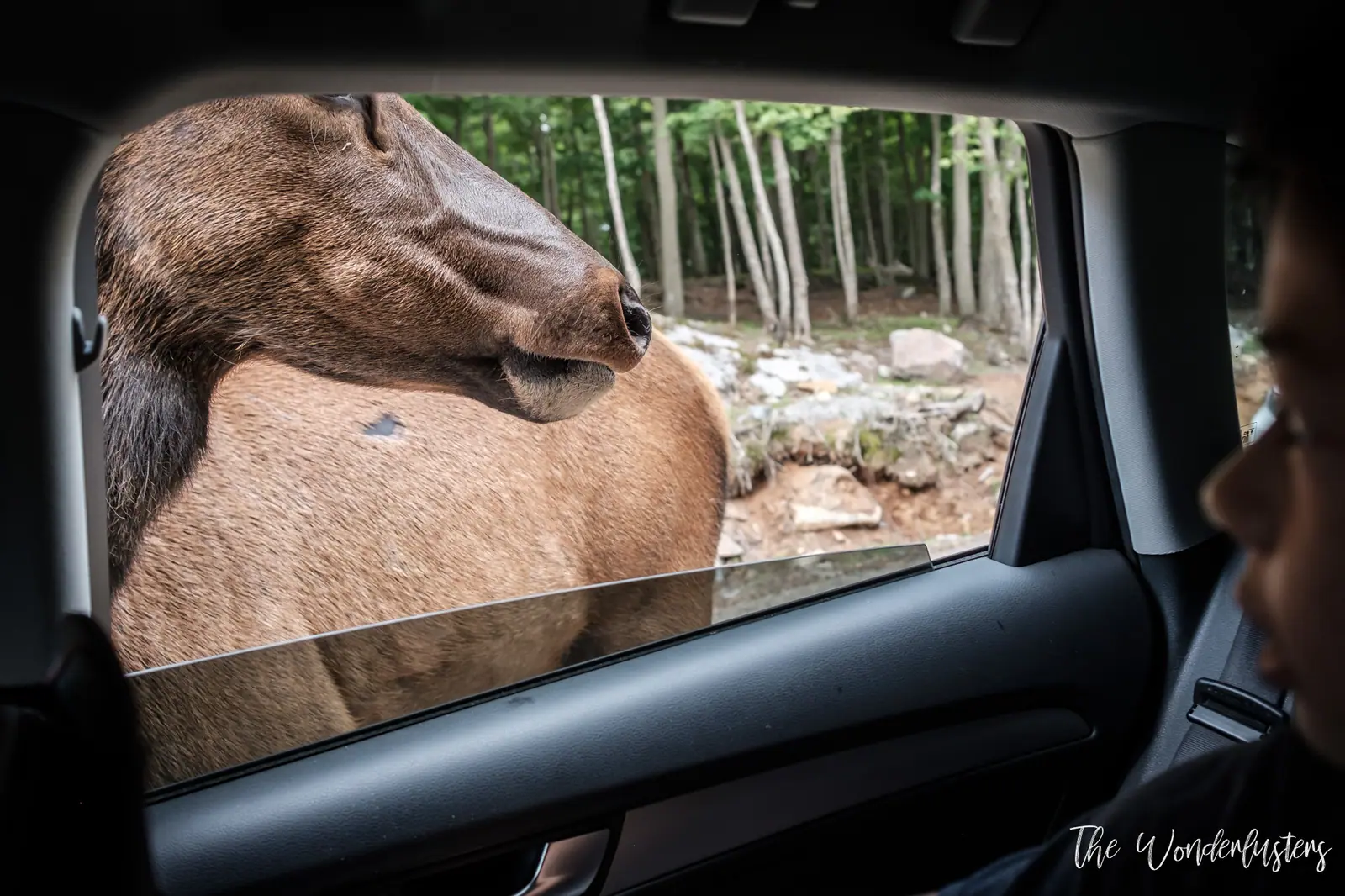 Deer with its head in a car window at Omega Park