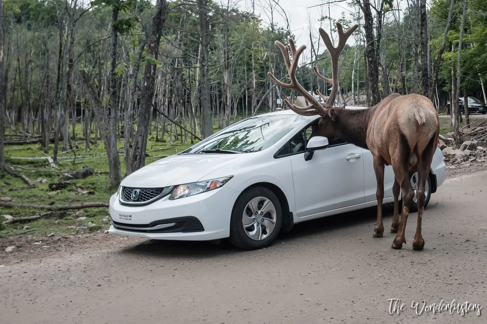 Animals along the Omega Park car trail