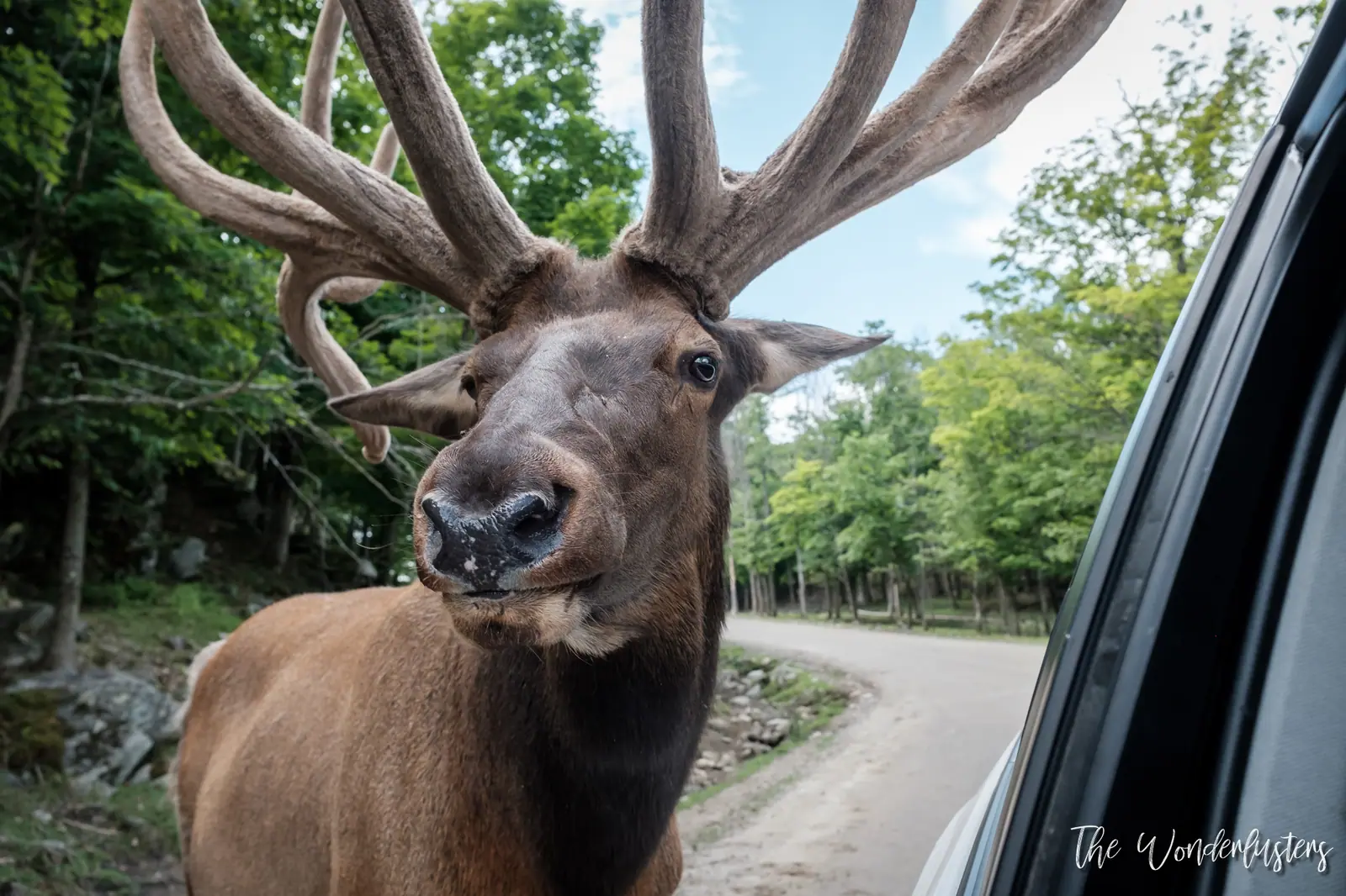 Deer by the road on the Omega Park car trail