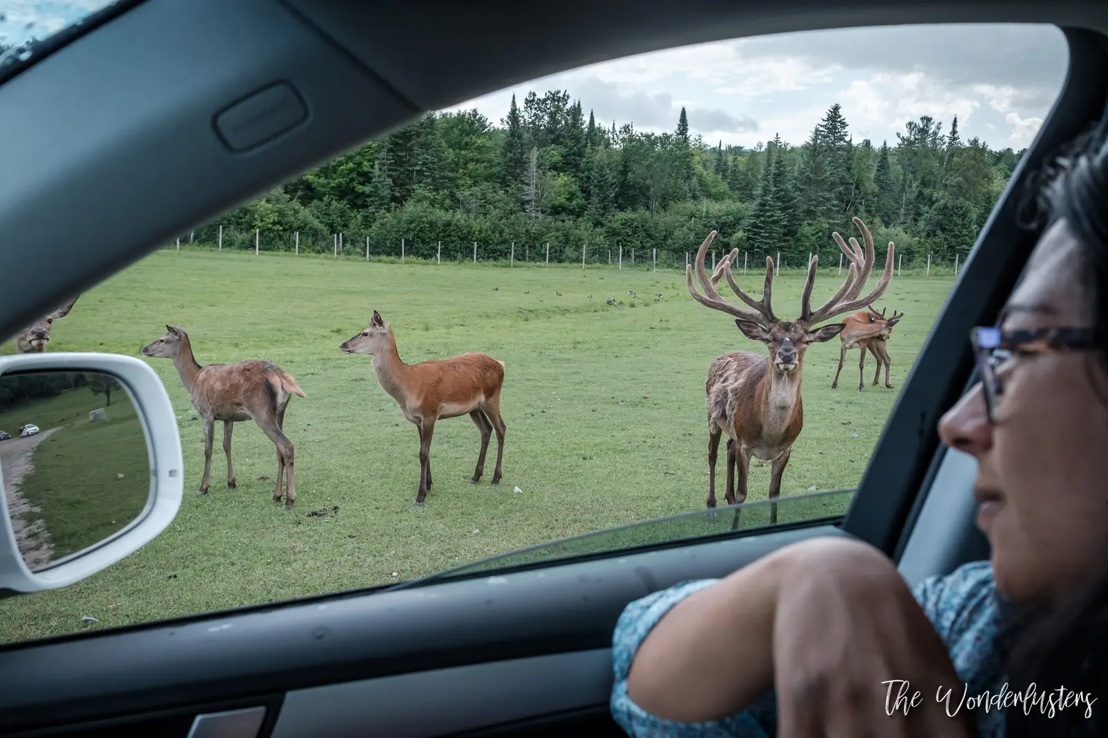 Animals seen from the car at Omega Park