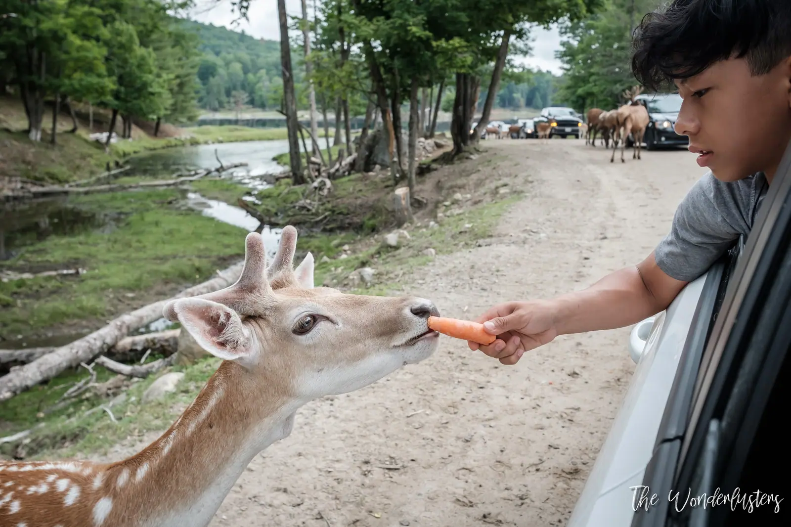 Children feeding deer carrots through the car window at Omega Park