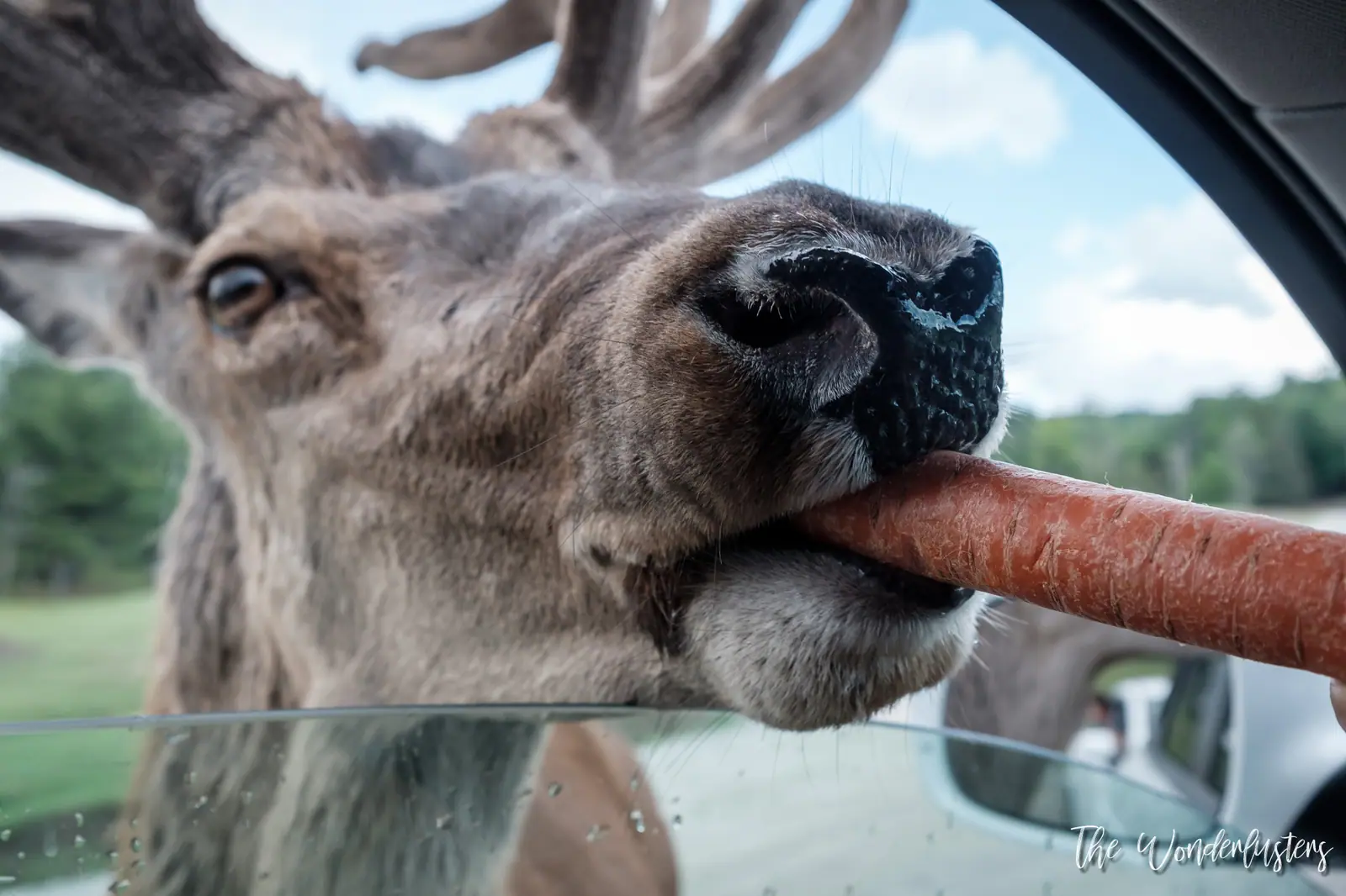 Deer eating carrots from a car window at Omega Park
