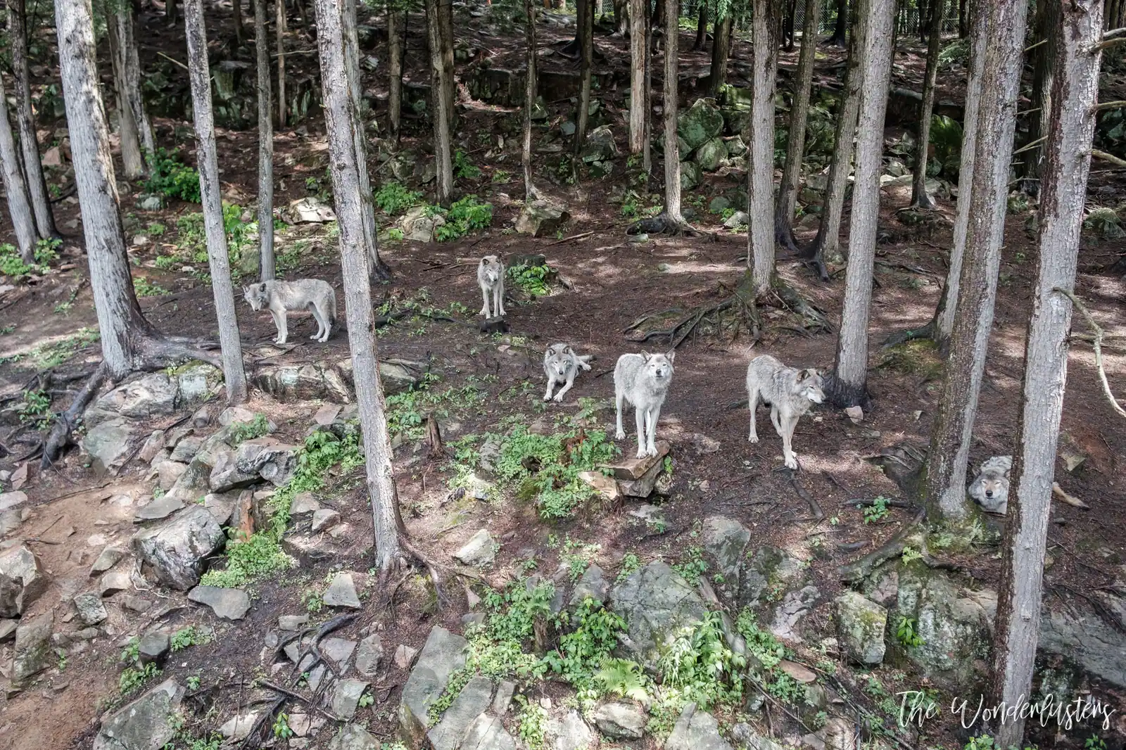 Grey wolves at Omega Park