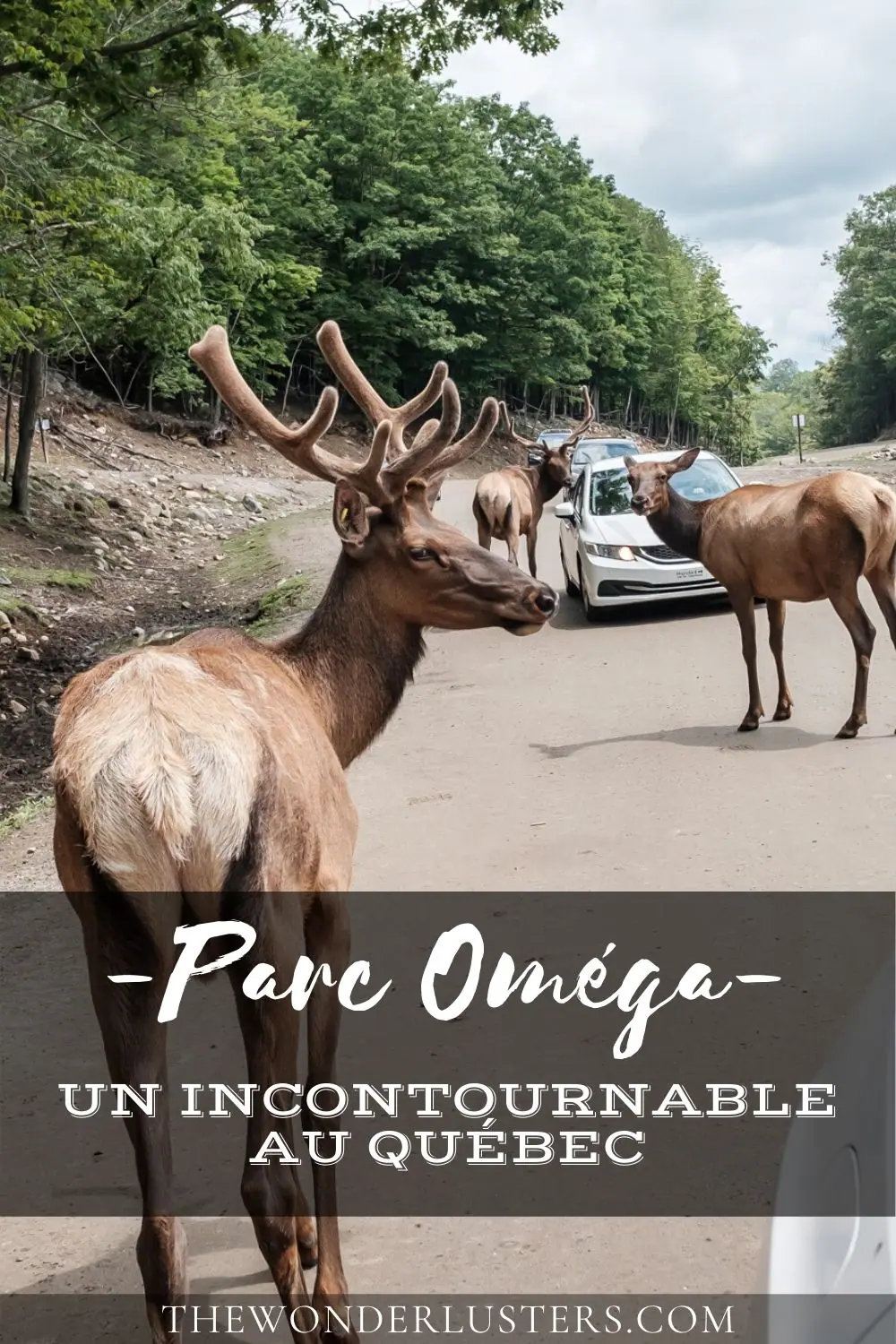 Épingle Pinterest du Parc Oméga 3